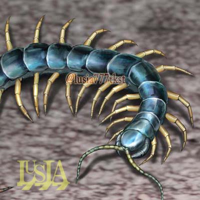 猛毒生物 アオズムカデ 虫のリアルイラスト 七海ルシアのモンスターイラスト格納庫