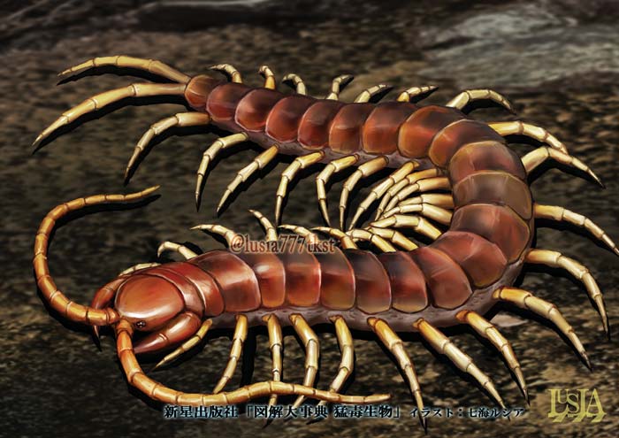 猛毒生物 ペルビアンジャイアントオオムカデ 虫のリアルイラスト 七海ルシアのモンスターイラスト格納庫