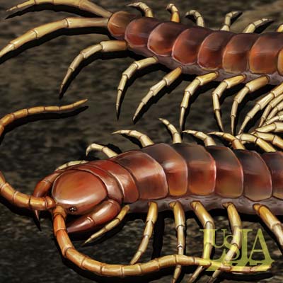 猛毒生物 ペルビアンジャイアントオオムカデ 虫のリアルイラスト 七海ルシアのモンスターイラスト格納庫