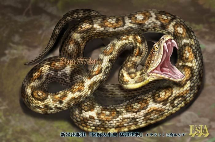 猛毒生物 ハブ 蛇のリアルイラスト 七海ルシアのモンスターイラスト格納庫