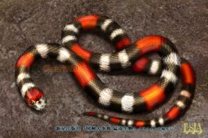 【猛毒生物!】ブラジルサンゴヘビ【蛇のリアルイラスト】 七海ルシアのモンスターイラスト格納庫