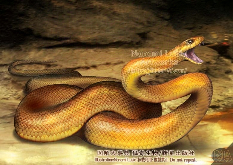 毒の強さ1位のヘビ、ナイリクタイパンのイラスト。学名はOxyuranus microlepidotus。英名は、Inland taipan。