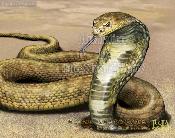 猛毒ヘビ エジプトコブラ ヘビのリアルイラスト 七海ルシアのモンスターイラスト格納庫