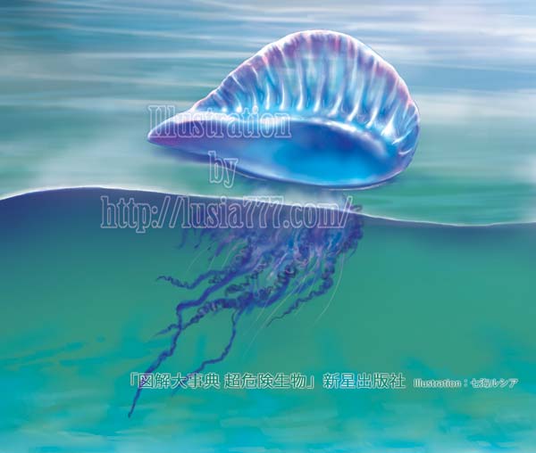 浮遊する恐怖 カツオノエボシ 海洋生物イラスト 七海ルシアのモンスターイラスト格納庫