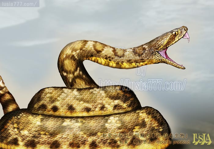 有毒蛇_モハベ砂漠に住む、最強のガラガラヘビ