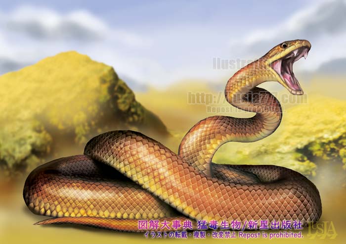 オーストラリアに棲息する猛毒蛇、イースタンブラウンスネークのイラスト。毒の強さはニホンマムシの550倍。