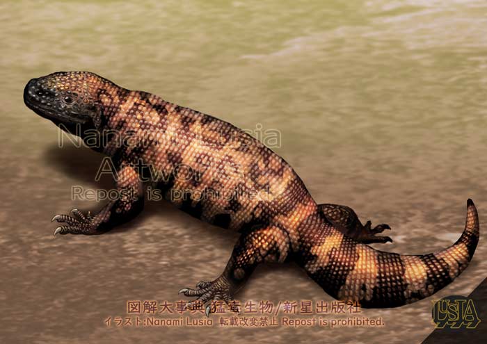 アメリカドクトカゲのイラスト。ずんぐりむっくりの胴長の体系。尻尾が太い。
ビーズをしきつめたようなぶつぶつの体。黒にオレンジのまだら模様が入る。