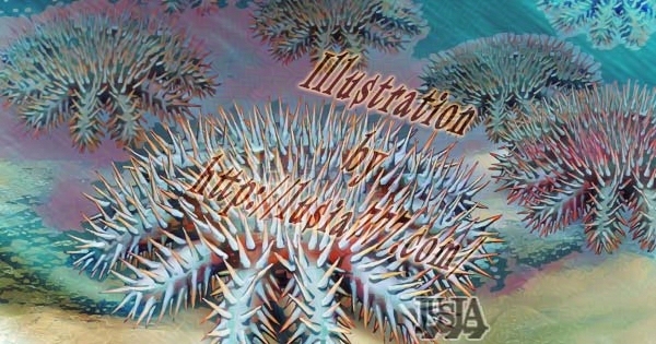 猛毒を持ち海の厄介者であるオニヒトデのイラスト。 / Illustration of the sea star Acanthaster planci, a troublesome creature of the sea.