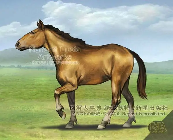 メリキップス:3本指のウマの先祖のイラスト / Merychippus prehistoric horse illustration